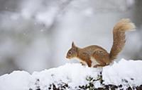 Eurasian Red Squirrel (Sciurus vulgaris) adult, st