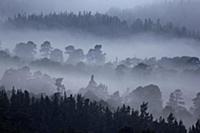 View of conifer forest shrouded in dawn mist, Roth