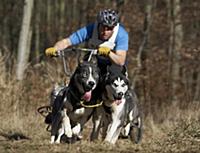 Domestic Dog, Siberian Husky sled team, dry rig hu
