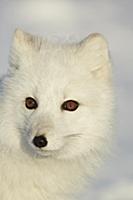 Arctic Fox (Vulpes lagopus) adult, in winter coat,