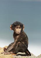 Chacma Baboon (Papio ursinus) young, sitting on co