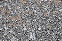 Knot (Calidris canutus) wintering flock, in flight