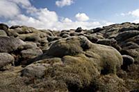 Grey moss and lichen covered lava rocks, Iceland