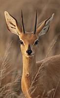 Steenbok (Raphicerus campestris) adult male, close