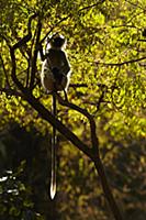 Northern Plains Grey Langur (Semnopithecus entellu