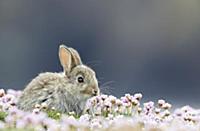 European Rabbit (Oryctolagus cuniculus) young, sit