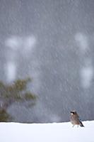 Eurasian Jay (Garrulus glandarius) adult, standing
