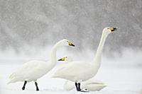 Whooper Swan (Cygnus cygnus) three adults, on snow