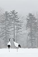 Japanese Red-crowned Crane (Grus japonensis) adult