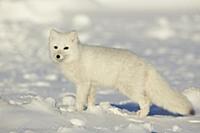 Arctic Fox (Vulpes lagopus) adult, in winter coat,