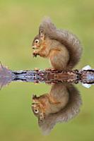 Eurasian Red Squirrel (Sciurus vulgaris) adult, fe