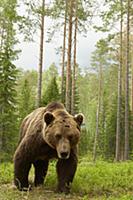European Brown Bear (Ursus arctos arctos) adult ma