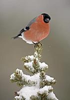 Eurasian Bullfinch (Pyrrhula pyrrhula) adult male,
