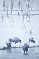 North American Bison (Bison bison) four adults, st
