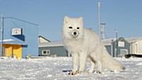 Arctic Fox (Vulpes lagopus) adult, in winter coat,