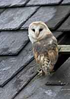 Barn Owl (Tyto alba) adult, perched at gap in barn