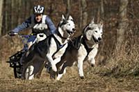 Domestic Dog, Siberian Husky sled team, dry rig hu