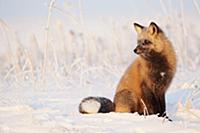American Red Fox (Vulpes vulpes fulva) 'Cross Fox'