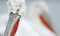 Dalmatian Pelican (Pelecanus crispus) adult, breed