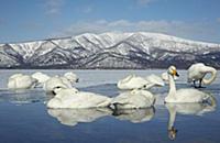 Whooper Swan (Cygnus cygnus) adults, flock resting