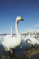 Whooper Swan (Cygnus cygnus) adults, flock standin