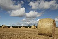 Round straw bales in stubble field, Shropshire, En