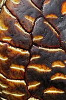 Coconut Crab (Birgus latro) leg detail, Aldabra, S