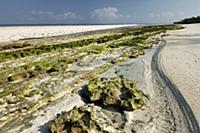 Beach, Aldabra, Seychelles