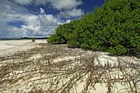 Trees on shore surrounded by creeping roots, Seych