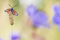 Six-spot Burnet (Zygaena filipendulae) moth, Nethe