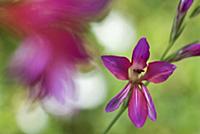 Illyrian Gladiolus (Gladiolus illyricus), Menorca,