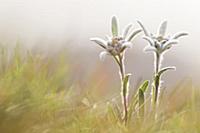 Edelweiss (Leontopodium alpinum), Hohe Tauern Nati