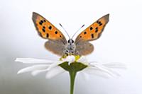 Small Copper (Lycaena phlaeas) butterfly, Netherla