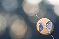 Silver-studded Blue (Plebejus argus) butterfly pai