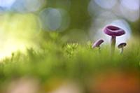 Amethyst Deceiver (Laccaria amethystina) mushrooms