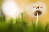 Seven-spotted Ladybird (Coccinella septempunctata)