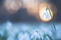 Snowdrop (Galanthus nivalis) flower, Netherlands