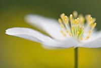 Wood Anemone (Anemone nemorosa), Nijmegen, Netherl