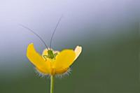 Speckled Bush Cricket (Leptophyes punctatissima) i