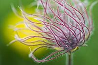 Pasque Flower (Pulsatilla sp) fruit, Liechtenstein
