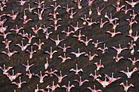 Lesser Flamingo (Phoenicopterus minor) flock takin