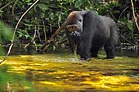 Western Lowland Gorilla (Gorilla gorilla gorilla) 