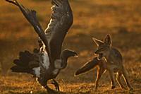Black-backed Jackal (Canis mesomelas) fighting wit