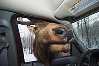 Elk (Cervus elaphus) bull investigating car, Omega