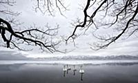 Whooper Swan (Cygnus cygnus) group on lake in wint