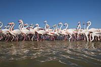Greater Flamingo (Phoenicopterus ruber) flock wadi