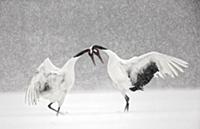 Red-crowned Crane (Grus japonensis) pair courting 