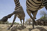 Zebra (Equus quagga) and Blue Wildebeest (Connocha