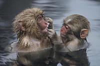 Japanese Macaque (Macaca fuscata) young checking m