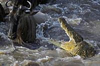 Nile Crocodile (Crocodylus niloticus) attacking a 